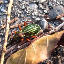 Beautiful green bug